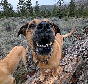 Wandering Paws Kamloops