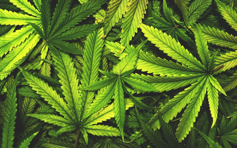 The Best Cannabis Store in Kamloops